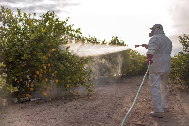 Trusted Huachuca City, AZ Pest Control Experts