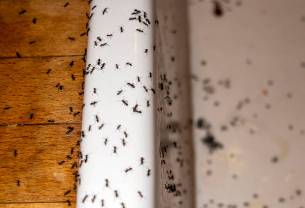 Best Wasp Removal Services  in Huachuca City, AZ