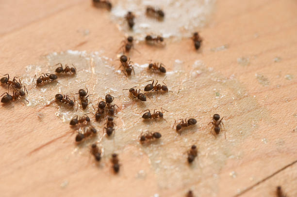 Best Pest Control Near Me in Huachuca City, AZ