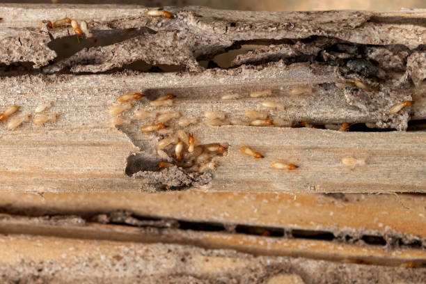 Best Exterminator Services  in Huachuca City, AZ