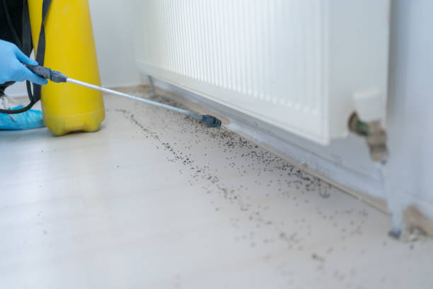 Best Flea Control Services  in Huachuca City, AZ