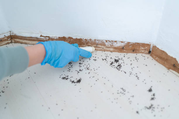 Best Pest Inspection Near Me  in Huachuca City, AZ