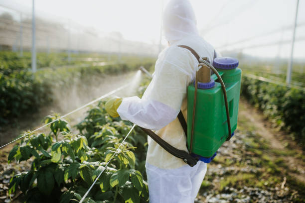 Trusted Huachuca City, AZ Pest Control Experts